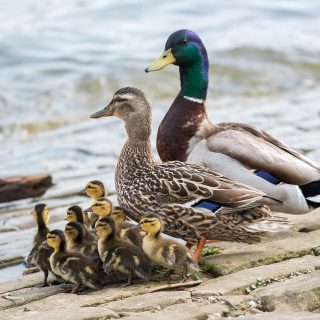 mallard duck family