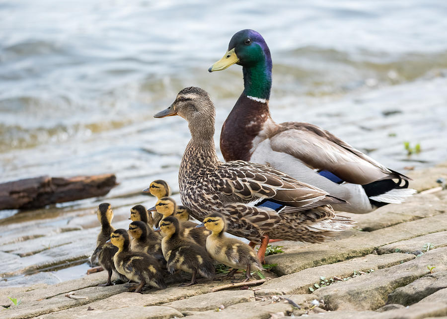 mallard duck family